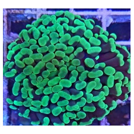 Euphyllia ancora esqueje CITES: 24PTLX01129I