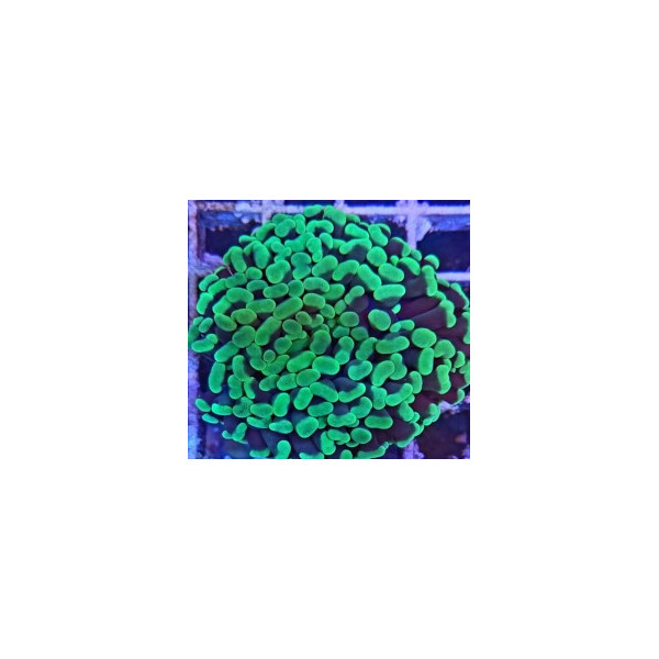 Euphyllia ancora esqueje