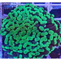 Euphyllia ancora esqueje 