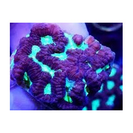 Platygyra spp. Maze-Coral Sea Esqueje CITES:594654/17
