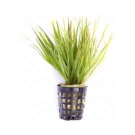 Blyxa japonica Dwart