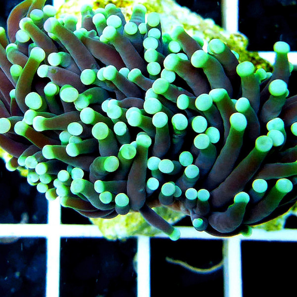 Euphyllia glabrescens ultra esqueje