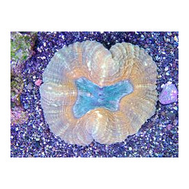 Lobophyllia sp. esqueix 6x6 CITES: ES-50013/20I