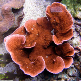 MONTIPORA SP (LAMINAR ORANGE/RED) L CITES: 19NL277612/11