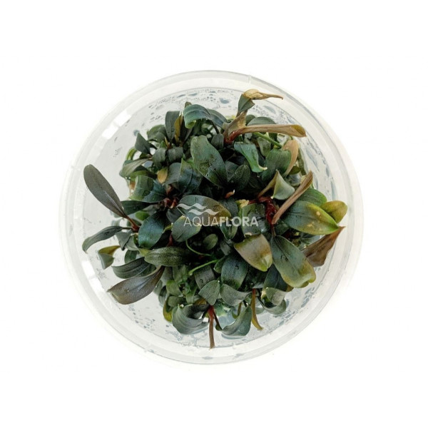 Bucephalandra 'Brownie Ghost' - In Vitro Cup Edicion Limitada