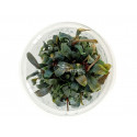 Bucephalandra 'Brownie Ghost' - In Vitro Cup Edicion Limitada