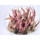 Cryptocoryne wendtii 'Flamingo' - In Vitro Cup