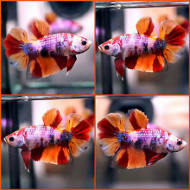 BETTA MACHO MEDIA LUNA PLAKAT CANDY