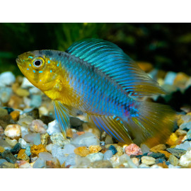 Apistogramma borelli amarillo HFQ S