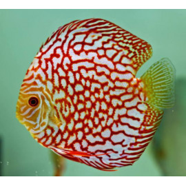 Discus Deluxe ajedrez M