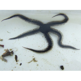 Ofiura negra Ophiocomina nigra