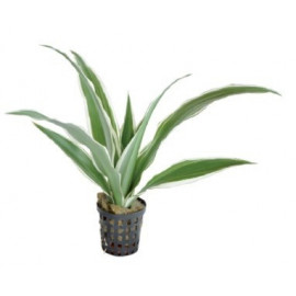 dracena sanderiana blanca