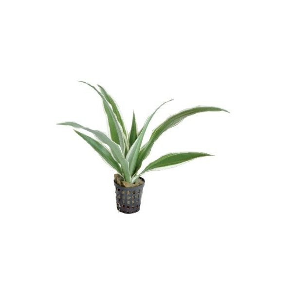 dracena sanderiana blanca