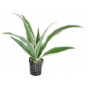 dracena sanderiana blanca