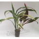 Dracena Tricolor (Tres tallos distintos)