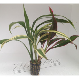 Dracena Tricolor (Tres talls diferents)