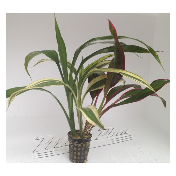 Dracena Tricolor (Tres tallos distintos)