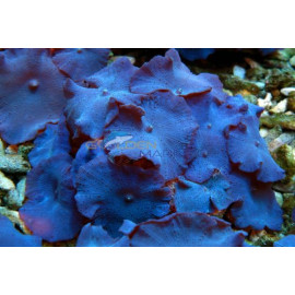 DISCOSOMA COERULEUS (BLUE)