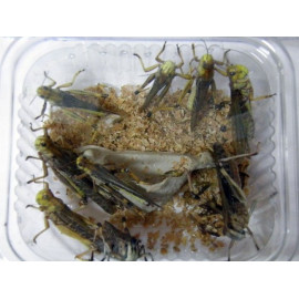 TARRINA DE LANGOSTA Subadulta Locusta migratoria