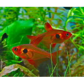 Tetra fantasma vermell Hyphessobrycon sweglesi