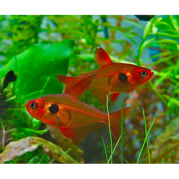 Tetra fantasma Rojo Hyphessobrycon sweglesi