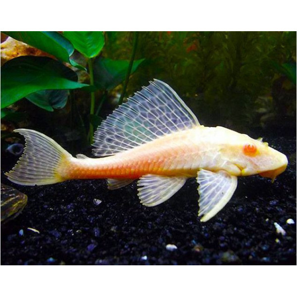 PLECOSTOMUS MARIPOSA ALBINO Pterygoplichtys gibbiceps