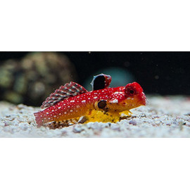 Dragon Flame Synchiropus sycorax Red Female