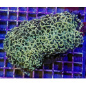 Euphyllia ancora Gold 