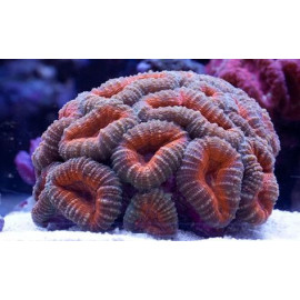 Lobophyllia corymbosa naranja pieza CITES: ES-AB-00081/20I