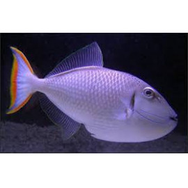 XANTHICHTHYS AUROMARGINATUS Ballesta Reef safe Hembra