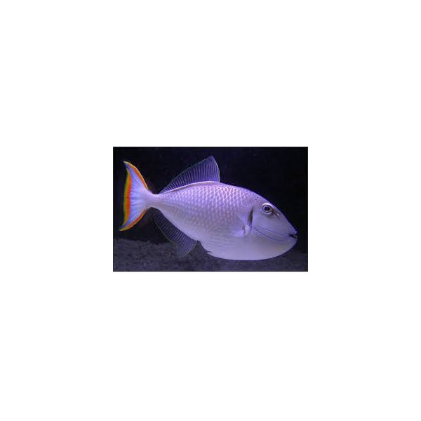 ACANTHURUS LEUCOSTERNON 10-12CM (ACANTHURUS LEUCOSTERNON)