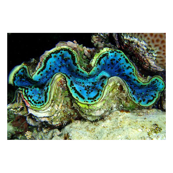 Tridacna sp Red Sea S