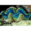 Tridacna sp Red Sea S 