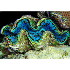 Tridacna sp Red Sea S