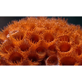 Protopalytoa Sp. Naranja en roca XL CITES: ES-AB-00081/20I