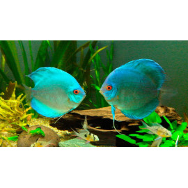 Discus deluxe AZUL DIAMANTE M