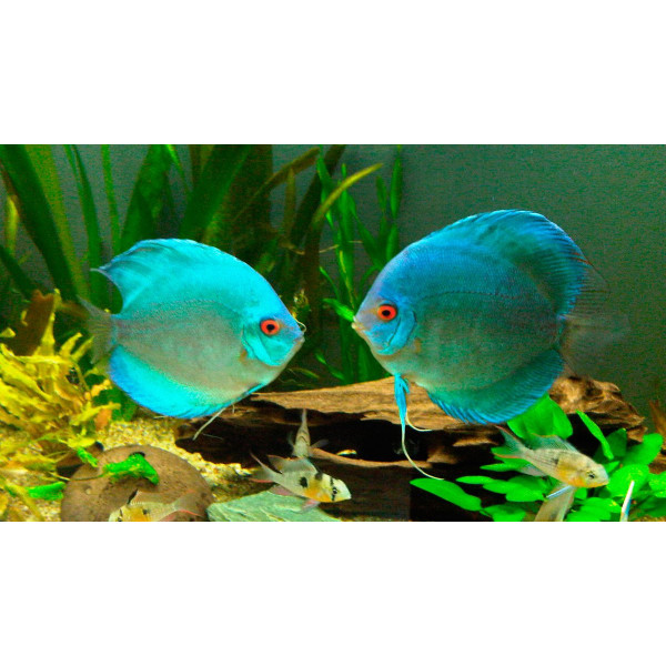 Discus deluxe AZUL DIAMANTE M