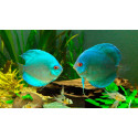 Discus deluxe BLAU DIAMANT M