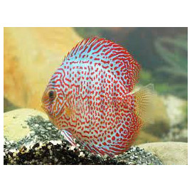 Discus deluxe Leopard M