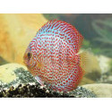 Discus deluxe Leopard M