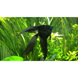 ESCALAR NEGRE VEL M PTEROPHYLLUM SCALARE