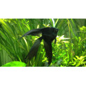 ESCALAR NEGRE VEL M PTEROPHYLLUM SCALARE