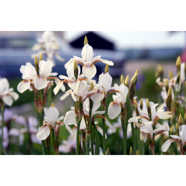 IRIS SIBIRICA "SNOW QUEEN" TIGER LOTUS