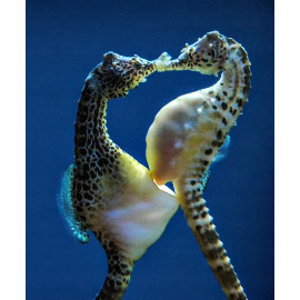 Hippocampus abdominalis XL Tank Breed CITES:19NL275616/11