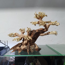 BONSAQUA, BONSAI MULTI TRONCO - BT43 - 20x25cm