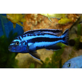 Pseudotropheus maylandia zebra azul L