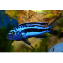 Pseudotropheus maylandia zebra azul L