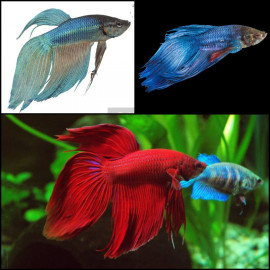 Betta macho splendens