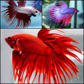 BETTA MACHO CROWNTAIL BETTA SPLENDENS