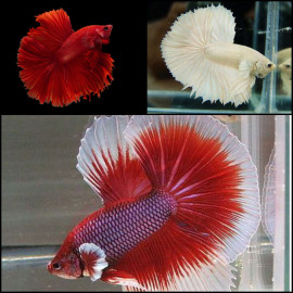 Betta Macho Half Moon Butterfly RUI Betta sp.